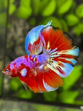 Red Barongsai Purple Galaxy Halfmoon Betta Fish Male