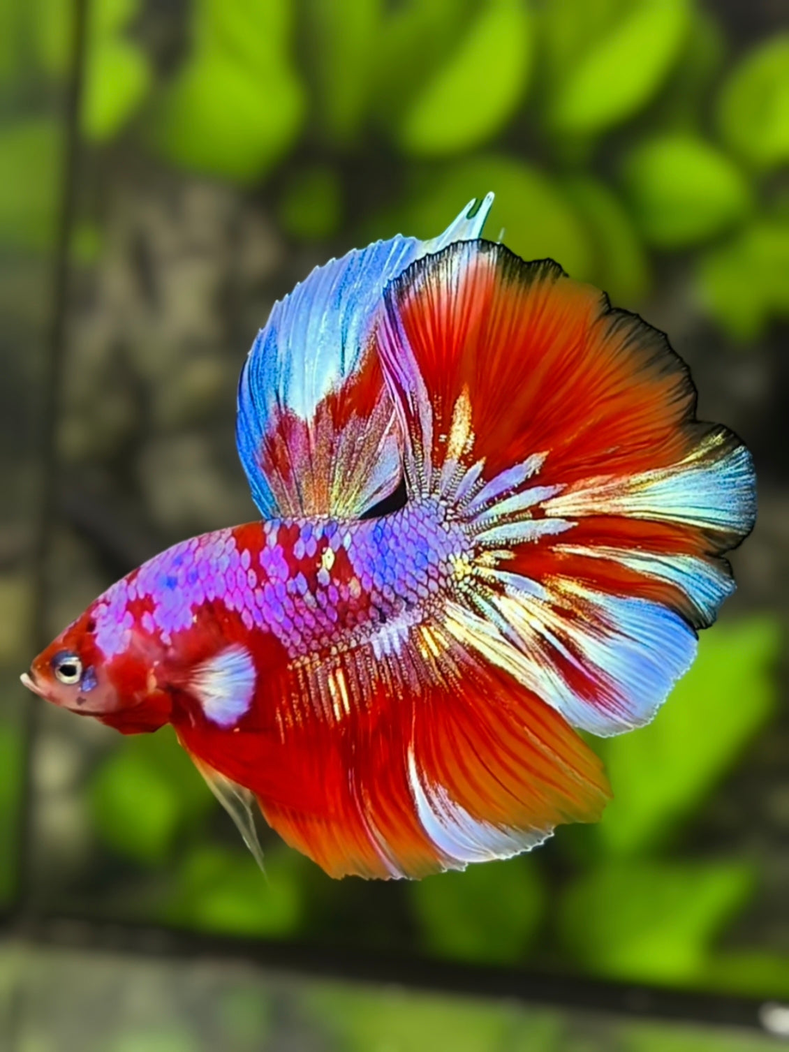 Red Barongsai Purple Galaxy Halfmoon Betta Fish Male