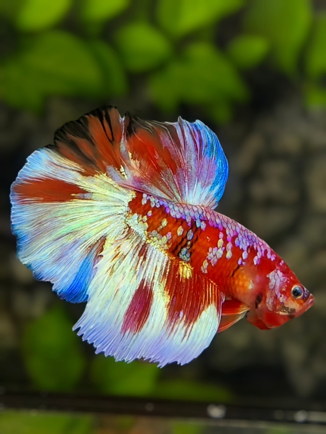 Red Barongsai Purple Galaxy Halfmoon Betta Fish Male