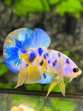Yellow Pink Skyblue Koi Galaxy HMPK Betta Fish Male #YKG