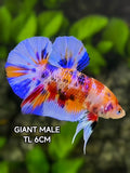Multicolor Metalic Candy JUMBO GIANT HMPK Betta Fish Male