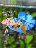 Multicolor Metalic Skyblue JUMBO GIANT HMPK Betta Fish Male