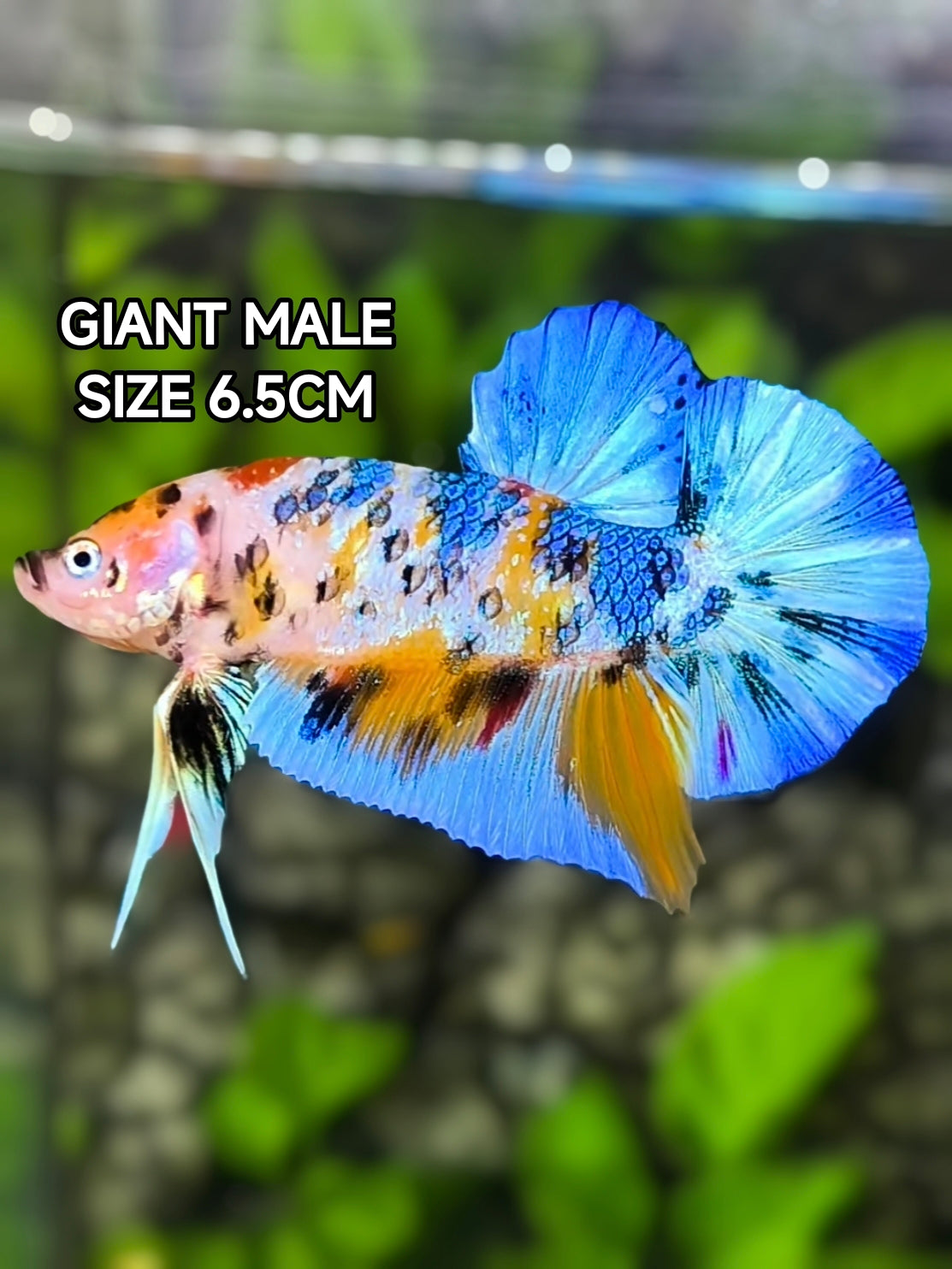 Multicolor Metalic Skyblue JUMBO GIANT HMPK Betta Fish Male