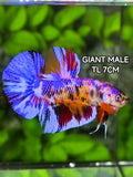 Multicolor Purple Candy JUMBO GIANT HMPK Betta Fish Male