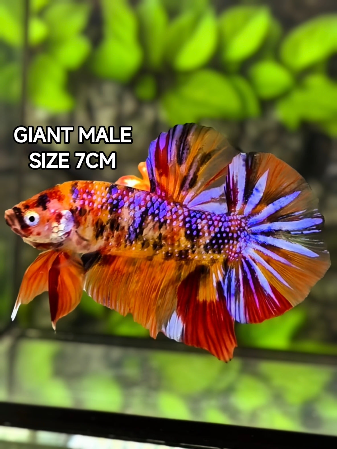 Multicolor Purple Candy JUMBO GIANT HMPK Betta Fish Male