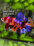 Multicolor Candy Galaxy JUMBO GIANT HMPK Betta Fish Male