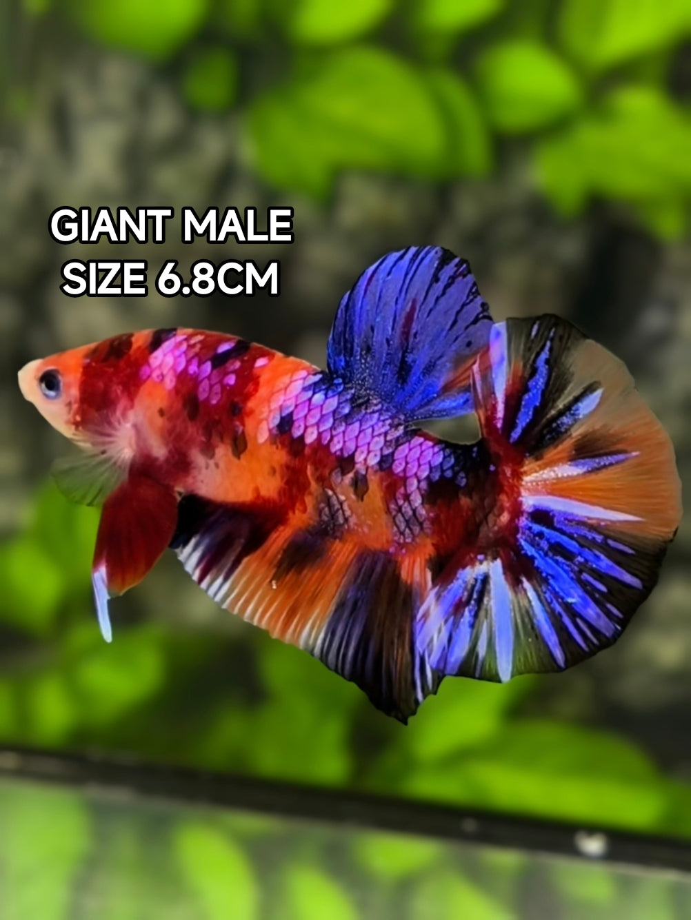 Multicolor Candy Galaxy JUMBO GIANT HMPK Betta Fish Male
