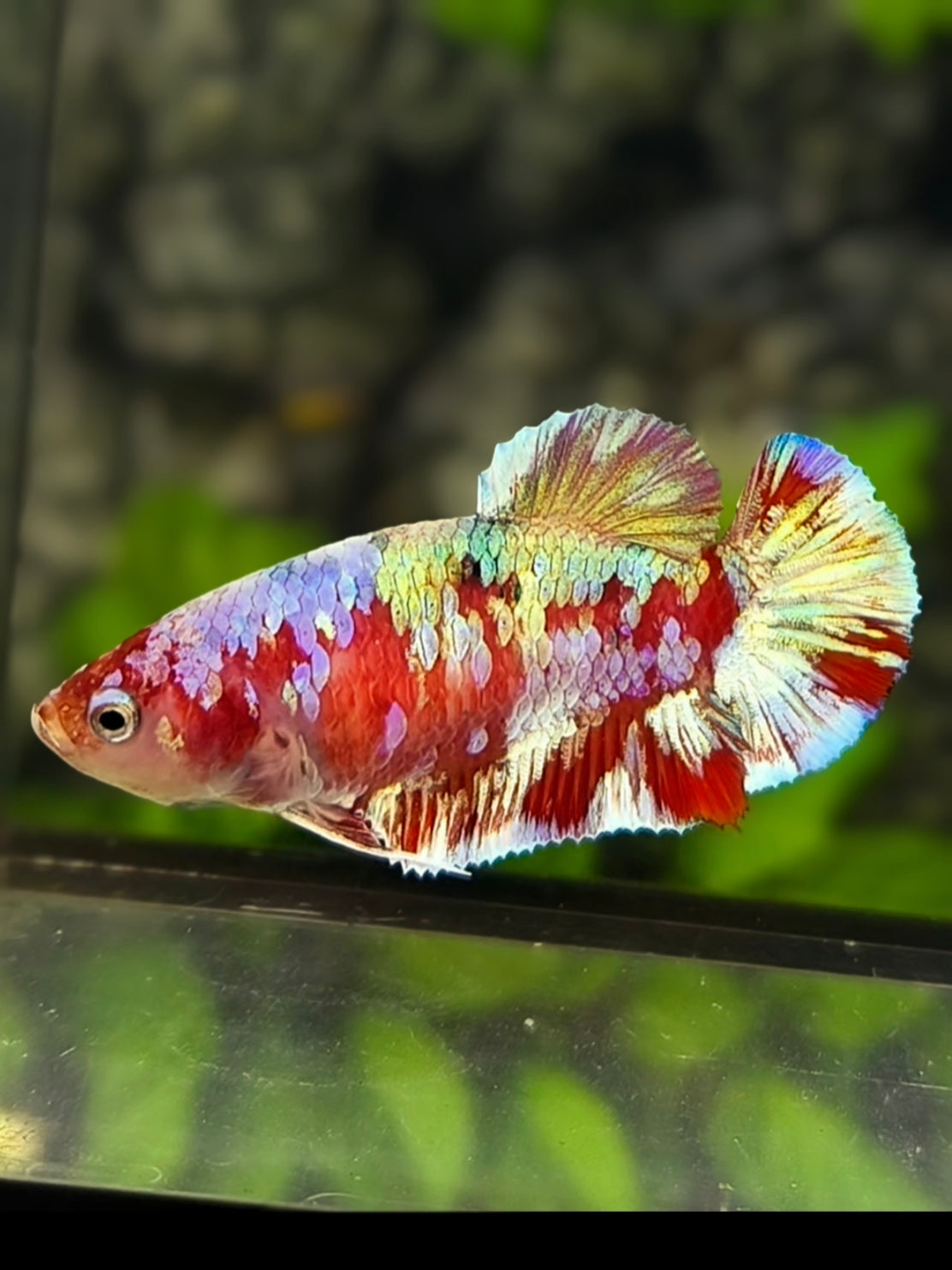 Red Barongsai Gold HMPK Betta Fish Female For Sorority / Breed
