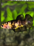 Black Yellow Koi HMPK Betta Fish Female For Sorority / Breed