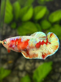 Red Barongsai Gold HMPK Betta Fish Female For Sorority / Breed