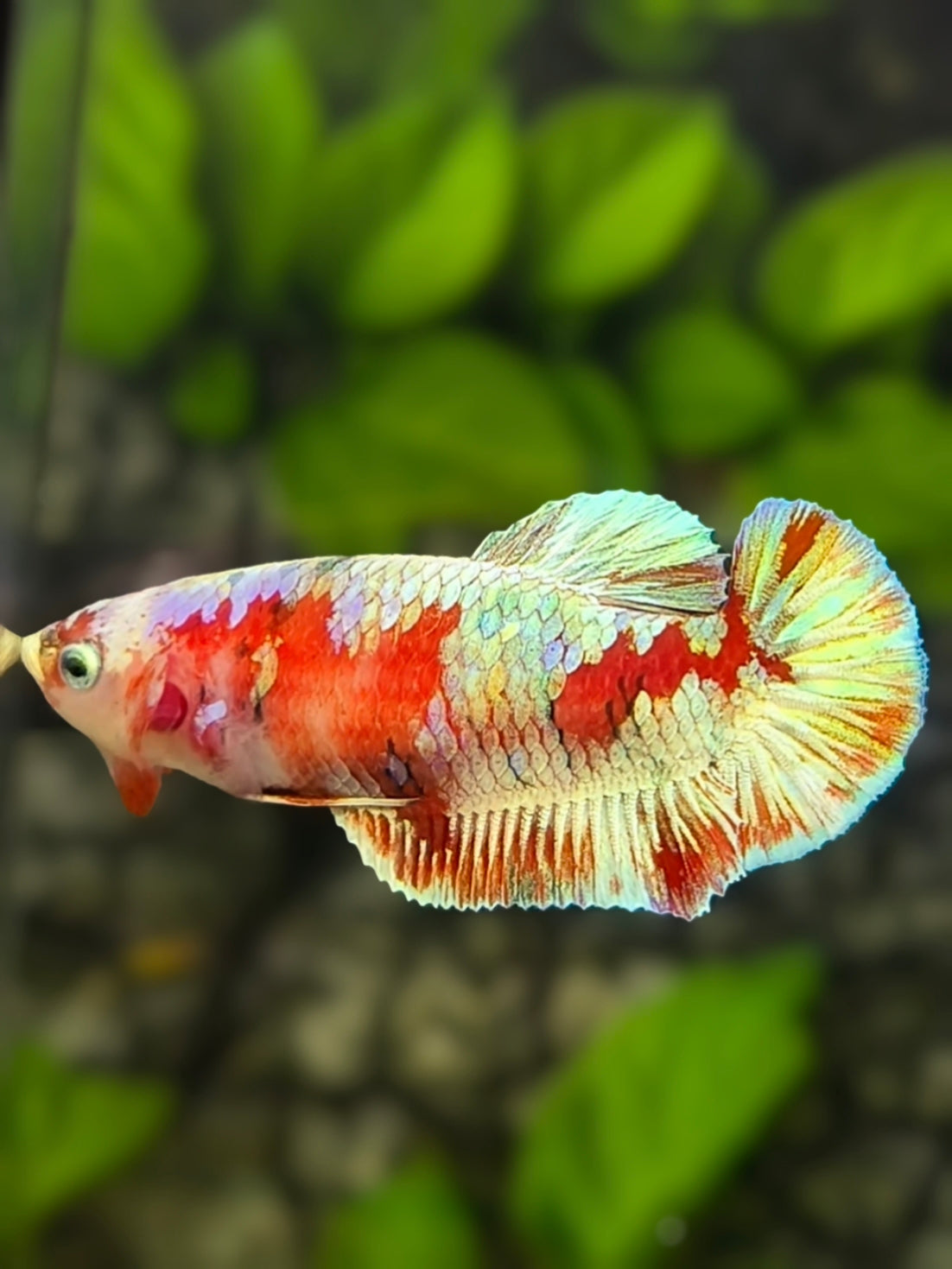 Red Barongsai Gold HMPK Betta Fish Female For Sorority / Breed