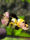 Black Lip Yellow Koi Copper Galaxy HMPK Betta Fish Female For Sorority / Breed