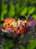 Koi Copper Purple Gold Galaxy HMPK Betta Fish Female For Sorority / Breed #RKC