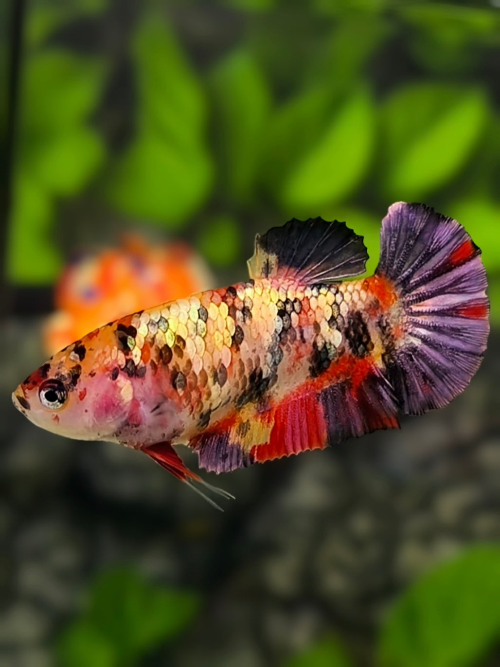 Koi Copper Purple Gold Galaxy HMPK Betta Fish Female For Sorority / Breed #RKC