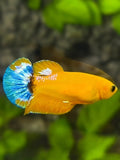 Yellow Hellboy Blue Tail HMPK Betta Fish Female For Sorority / Breed