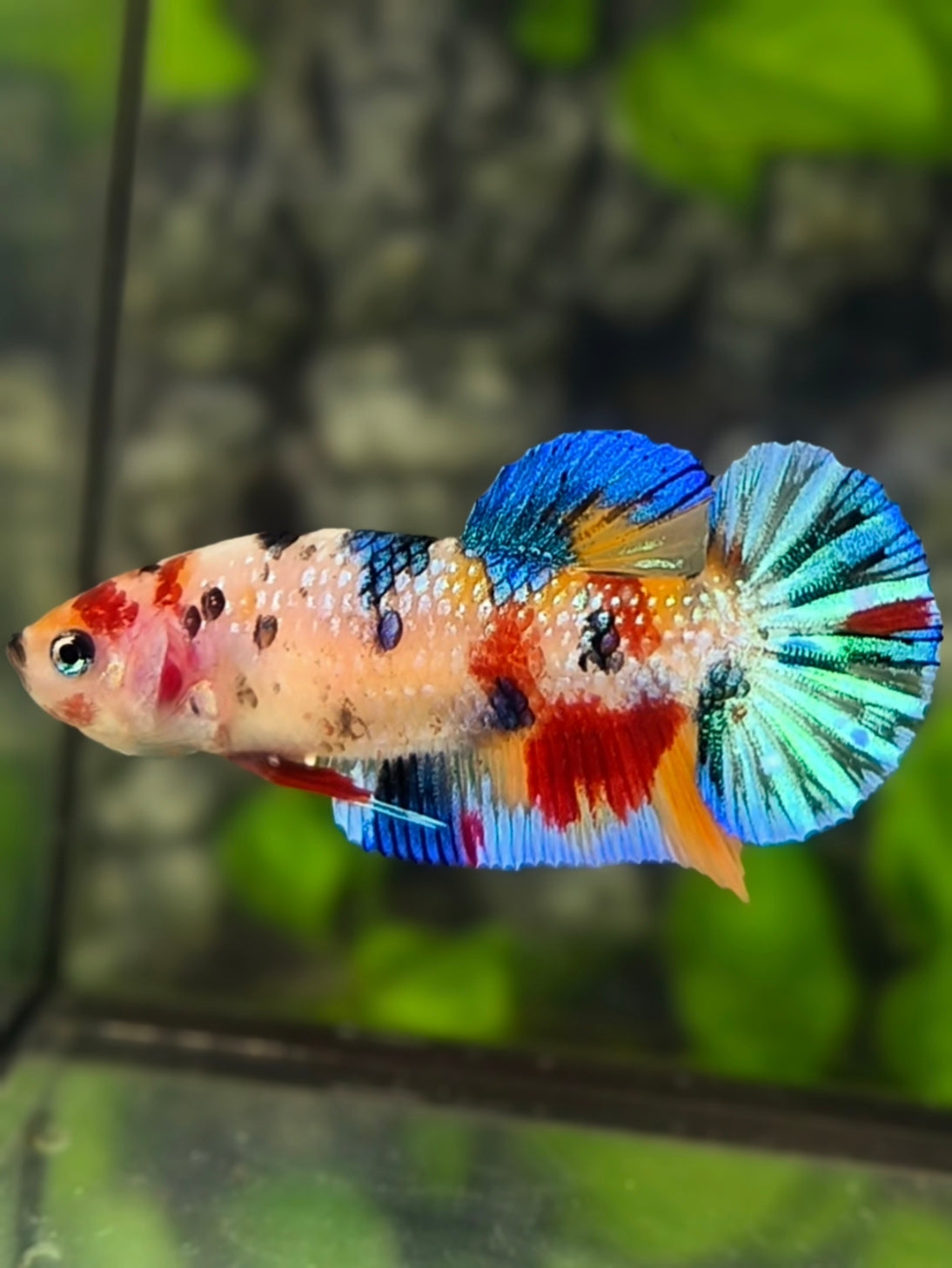 Multicolor Metalic HMPK Betta Fish Female For Sorority / Breed