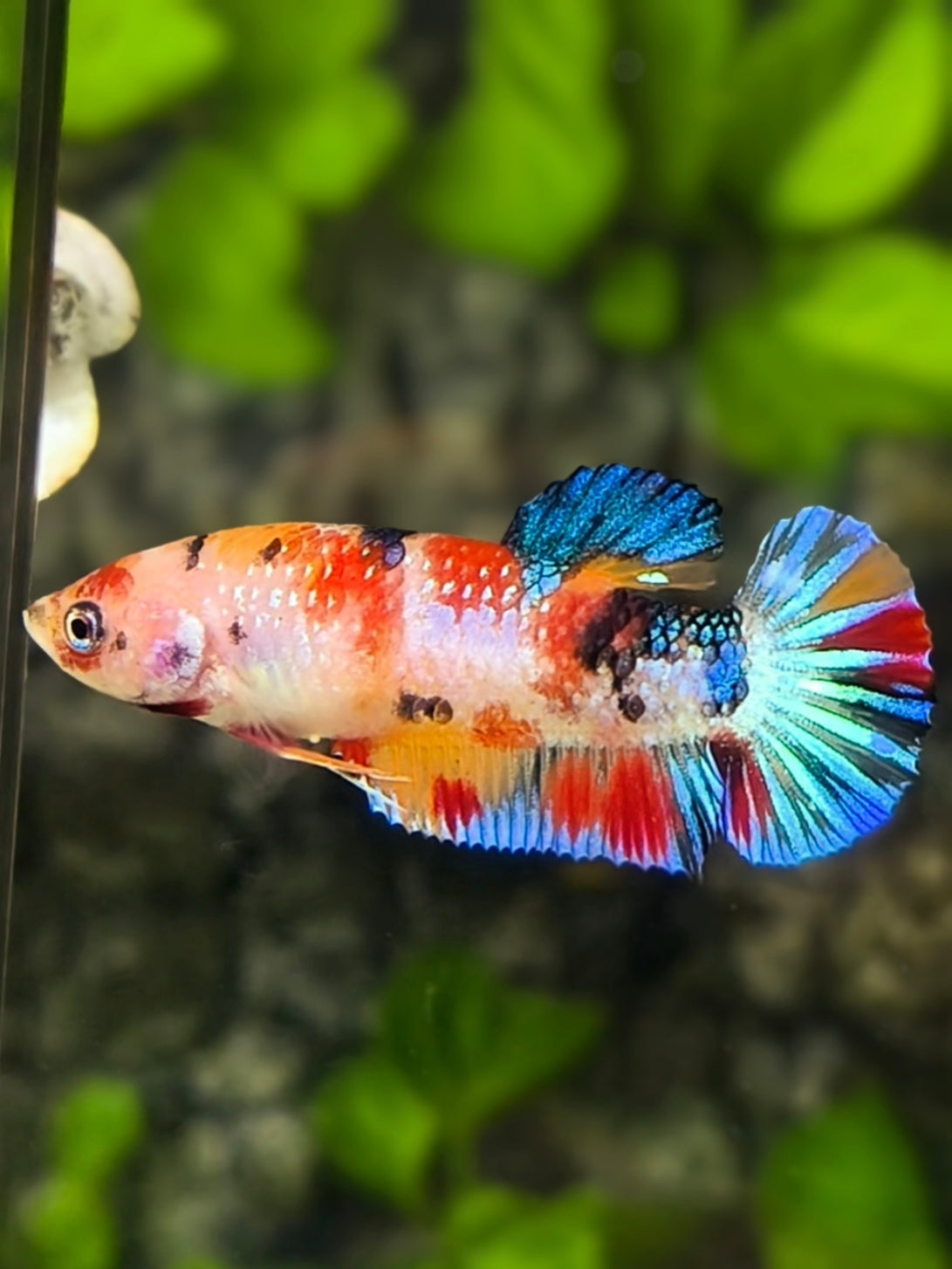 Multicolor Metalic HMPK Betta Fish Female For Sorority / Breed
