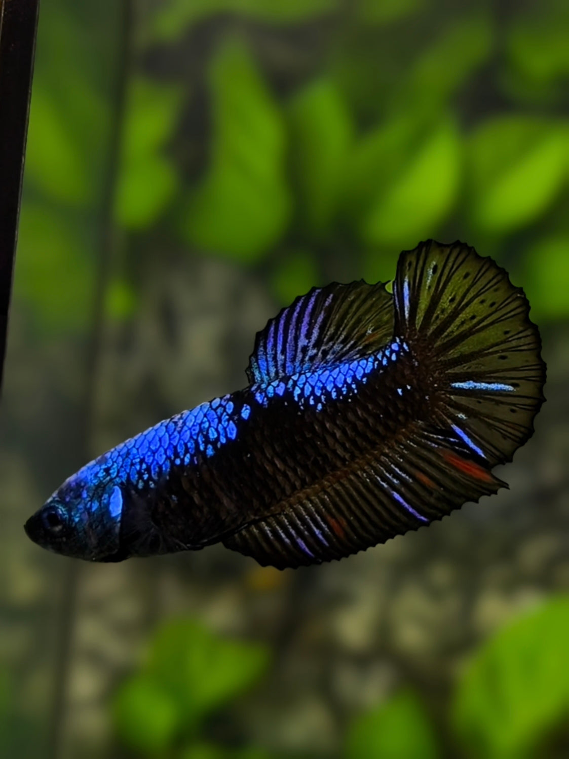 Blue Black Samurai HMPK Betta Fish Female For Sorority / Breed