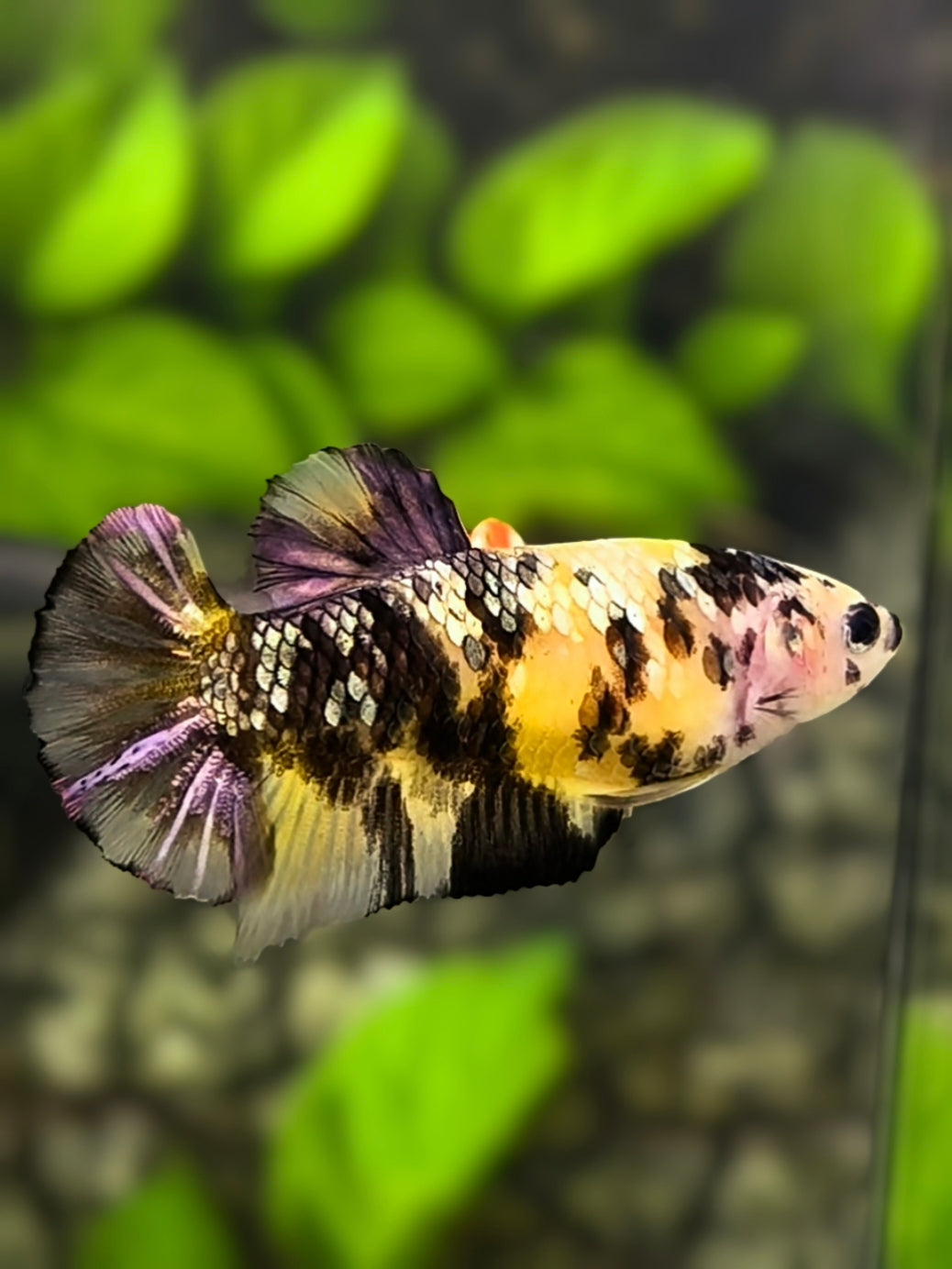 Yellow Tiger Koi Copper Galaxy HMPK Betta Fish Female For Sorority / Breed