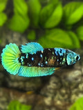 Avatar Blackstar Green HMPK Betta Fish Female For Sorority / Breed