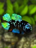 Avatar Blackstar Green HMPK Betta Fish Female For Sorority / Breed