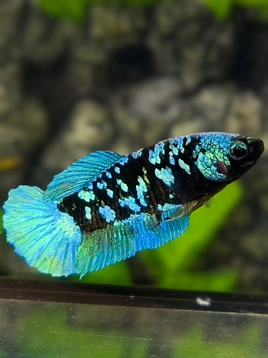 Avatar Blackstar Turquoise HMPK Betta Fish Female For Sorority / Breed