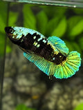 Avatar Blackstar Green HMPK Betta Fish Female For Sorority / Breed