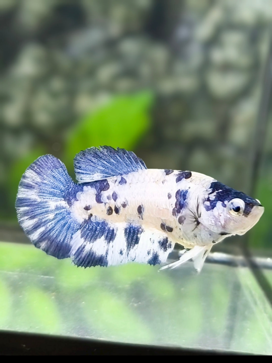 Marble Blue Dalmation HMPK Betta Fish Female For Sorority / Breed