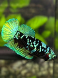 Avatar Blackstar Green HMPK Betta Fish Female For Sorority / Breed