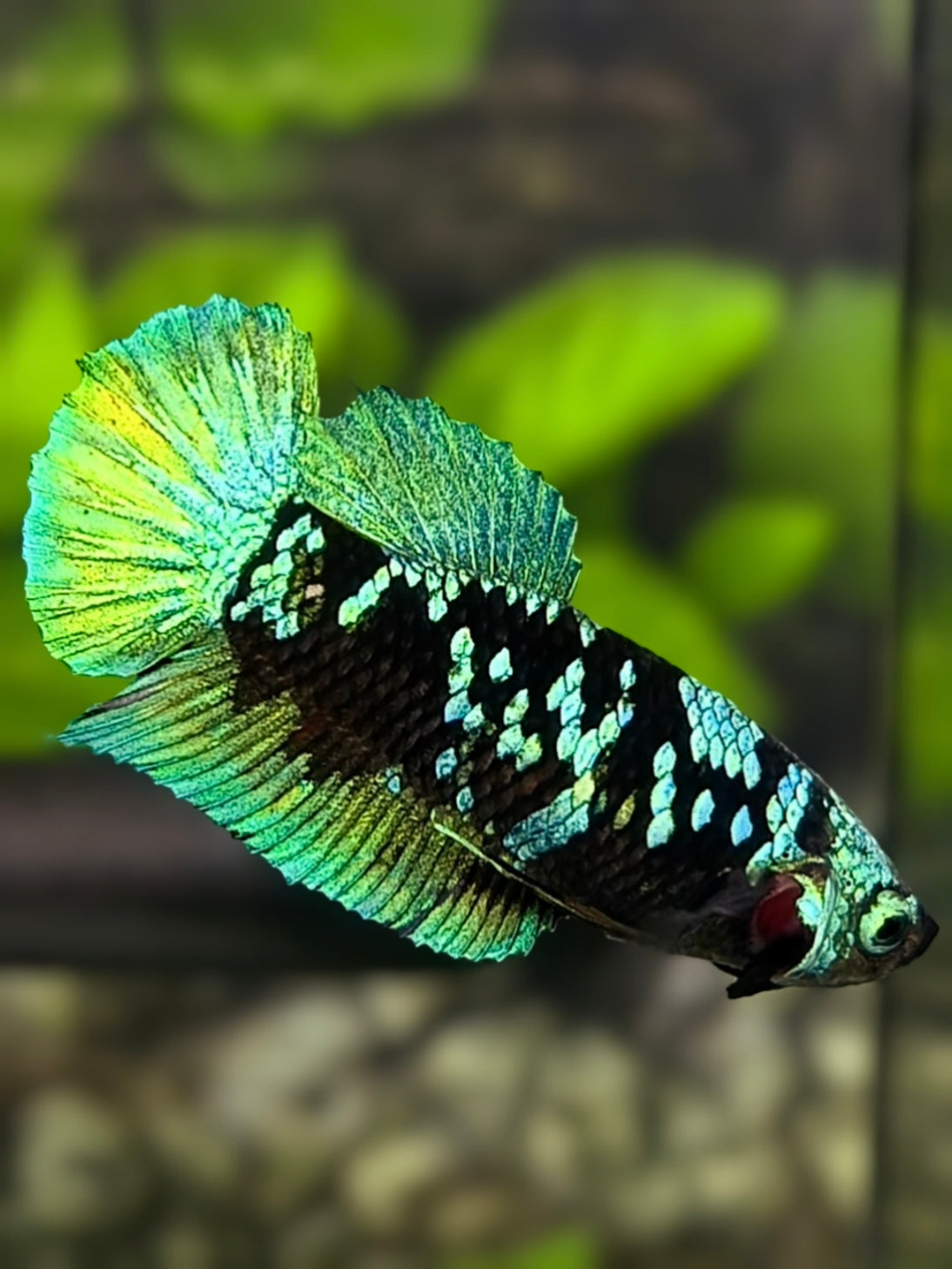 Avatar Blackstar Green HMPK Betta Fish Female For Sorority / Breed