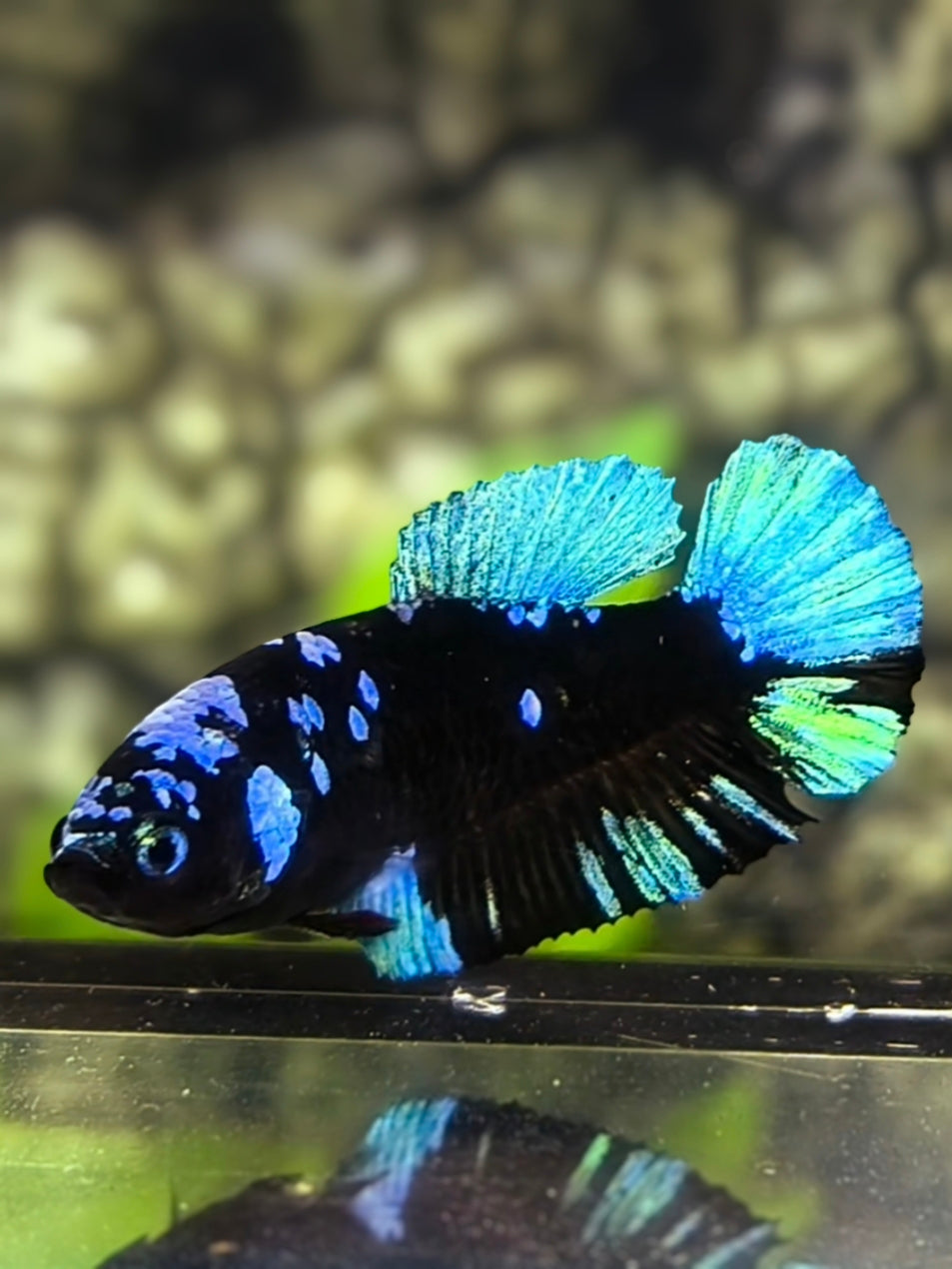 Avatar Blackstar Turquoise HMPK Betta Fish Female For Sorority / Breed
