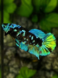 Avatar Blackstar Turquoise Green HMPK Betta Fish Female For Sorority / Breed