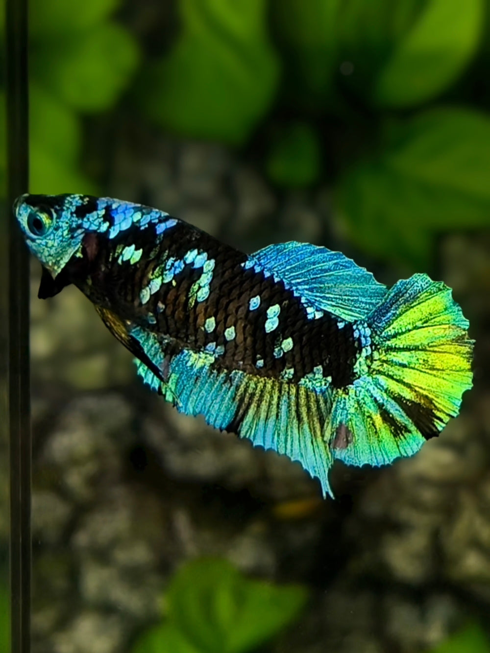 Avatar Blackstar Turquoise Green HMPK Betta Fish Female For Sorority / Breed