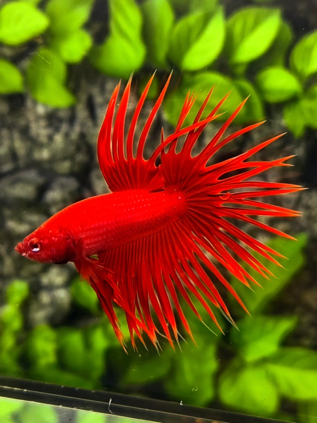 Solid Super Red Crowntail Betta Fish Male