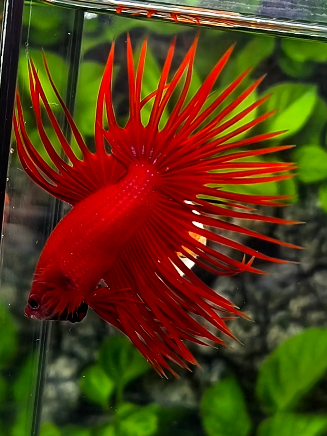 Solid Super Red Crowntail Betta Fish Male