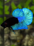 Half Turquoise Black Light HMPK Betta Fish Male