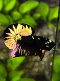 Avatar Blackstar Copper Gold HMPK Betta Fish Male