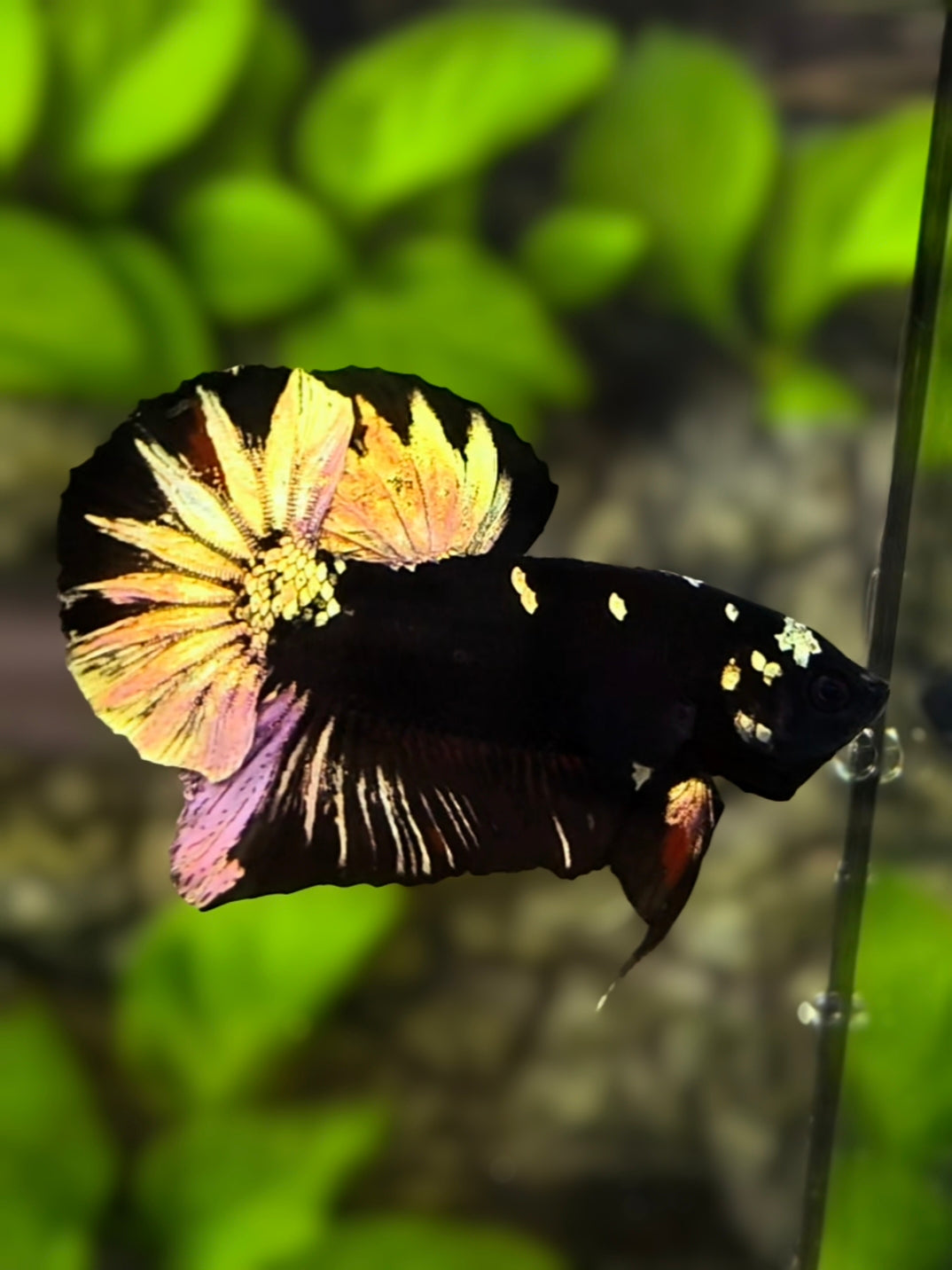 Avatar Blackstar Copper Gold HMPK Betta Fish Male