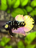 Avatar Copper Purple Gold HMPK Betta Fish Male