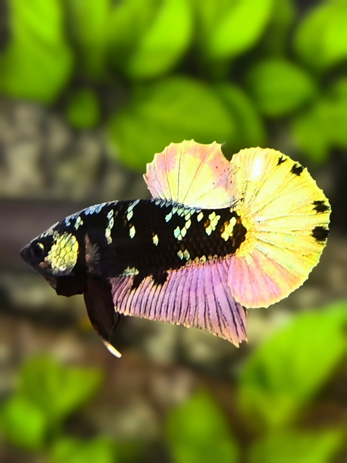 Avatar Copper Purple Gold HMPK Betta Fish Male