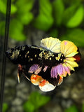 Avatar Copper Purple Gold HMPK Betta Fish Male
