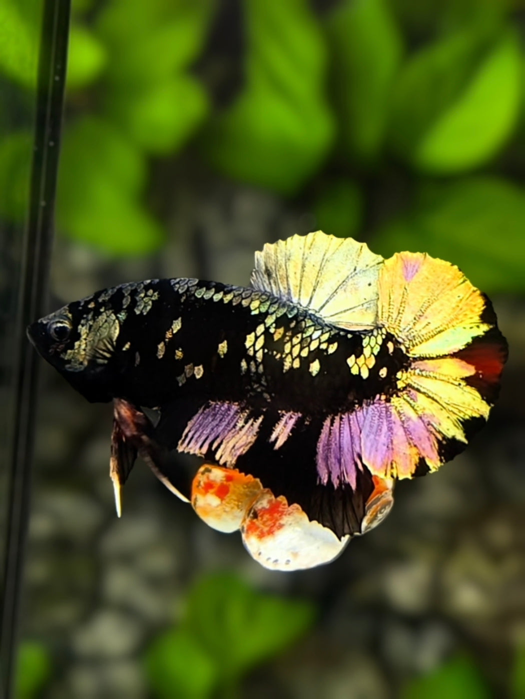 Avatar Copper Purple Gold HMPK Betta Fish Male