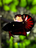 Avatar Blackstar Red Startail HMPK Betta Fish Male