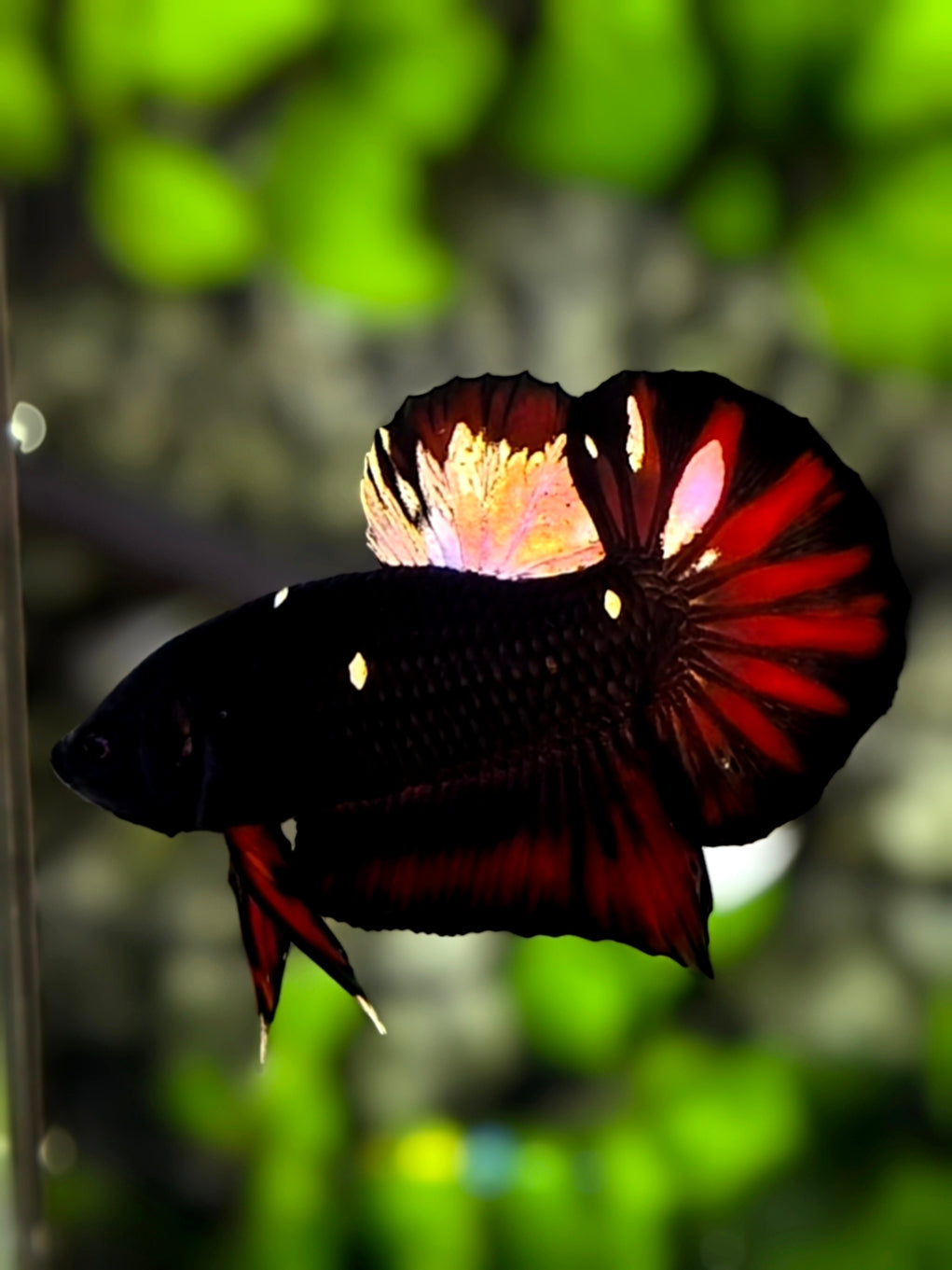 Avatar Blackstar Red Startail HMPK Betta Fish Male
