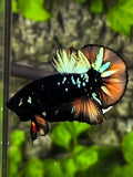 Avatar Blackstar Nemo Variation HMPK Betta Fish Male