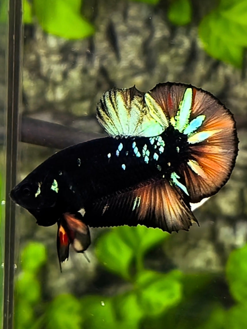 Avatar Blackstar Nemo Variation HMPK Betta Fish Male