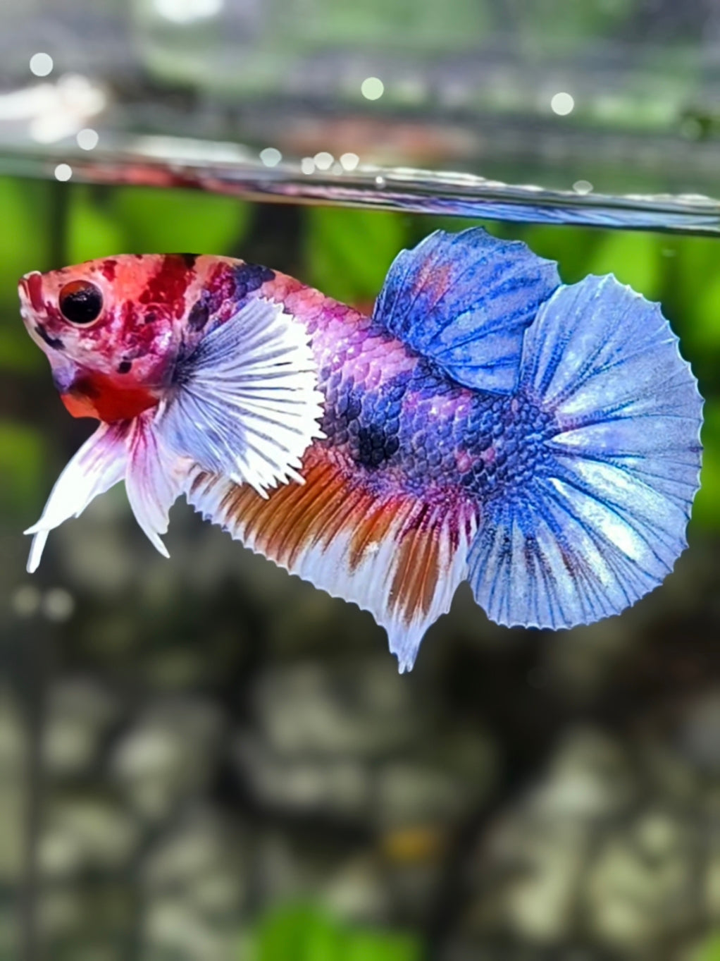 Multicolor Candy Dumbo Ears HMPK Betta Fish Male