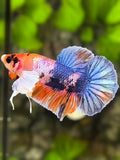 Multicolor Candy Dumbo Ears HMPK Betta Fish Male