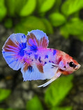 Multicolor Candy Big Ears HMPK Betta Fish Male