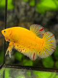 Yellow Vanda HMPK Betta Fish Male